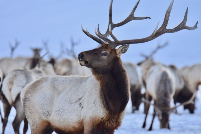 Elk