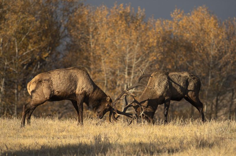 Elk Rutting Season