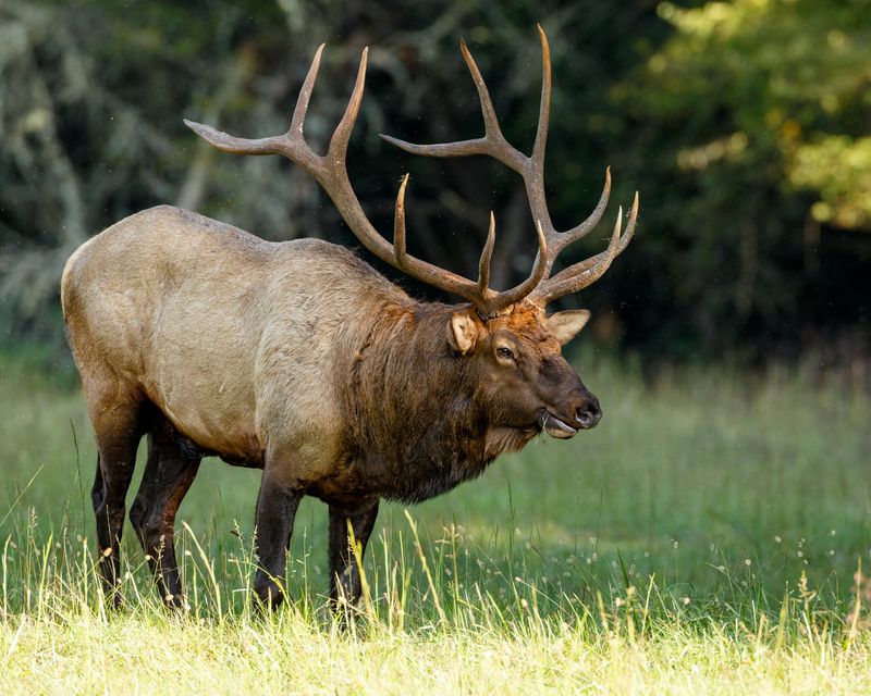 Elk