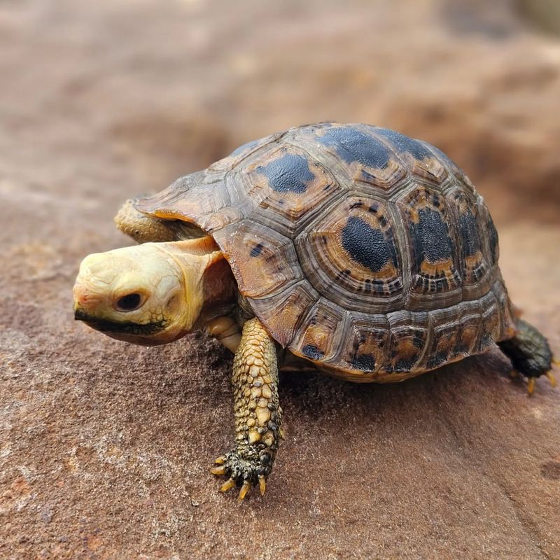 Elongated Tortoise