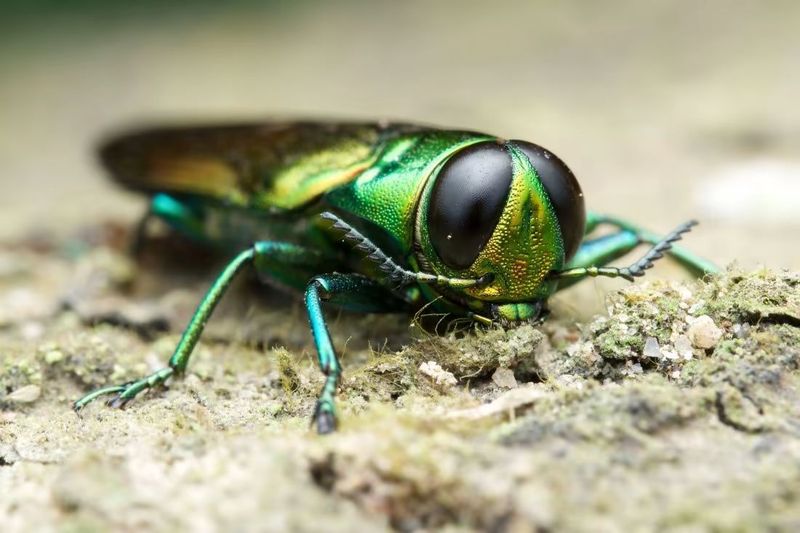 Emerald Ash Borer