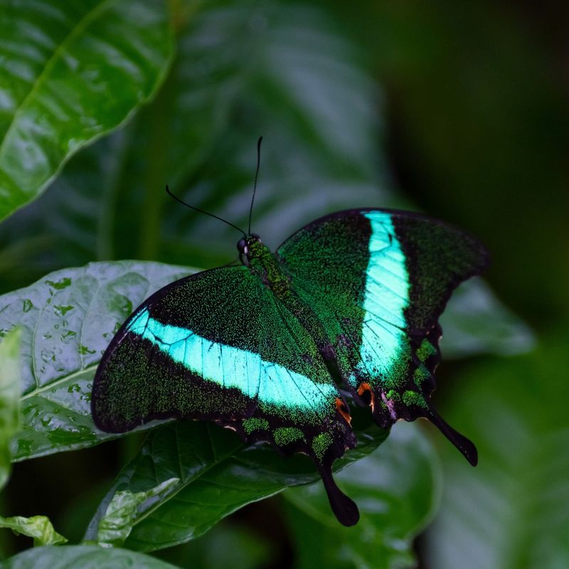 Emerald Swallowtail