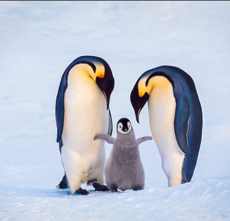 Emperor Penguin