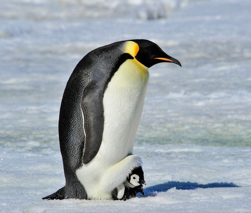 Emperor Penguin