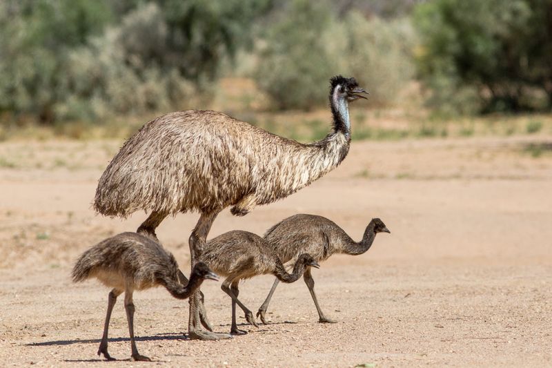 Emu