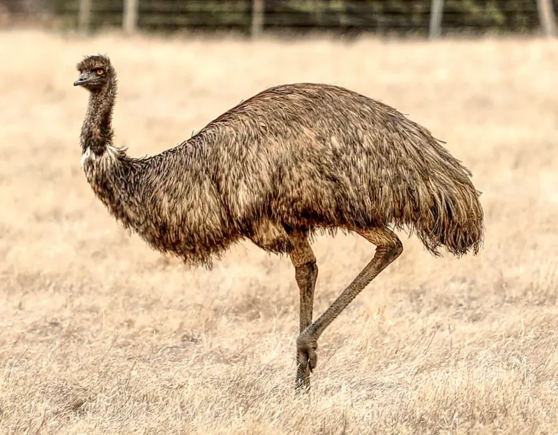 Emus