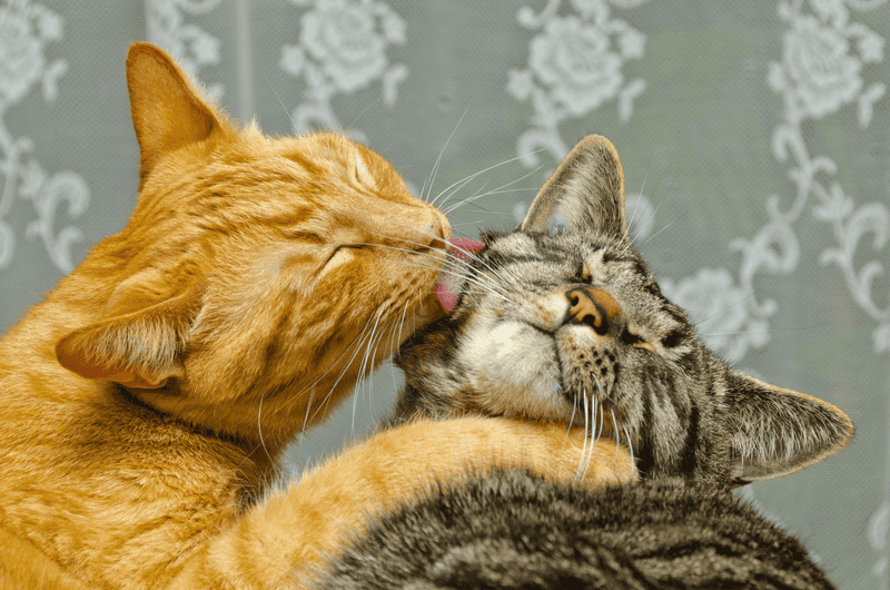 Encourage Mutual Grooming