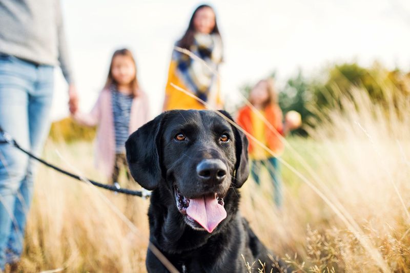 Energetic Family Companion