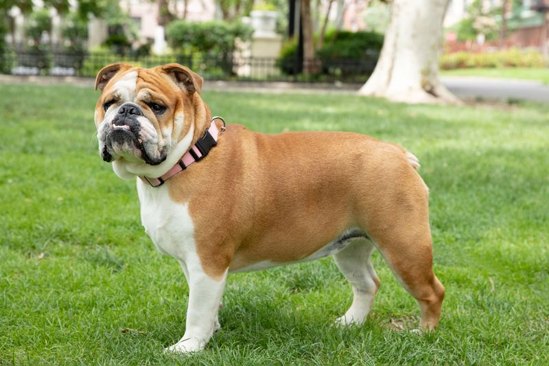 English Bulldog