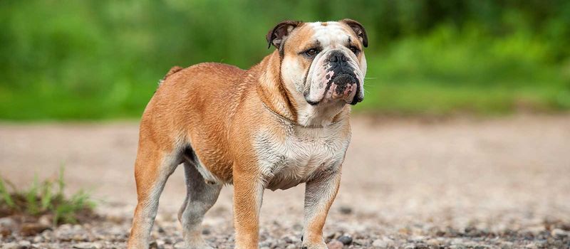 English Bulldog