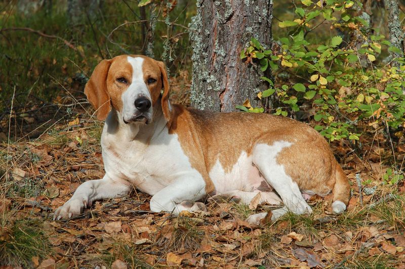 English Foxhound