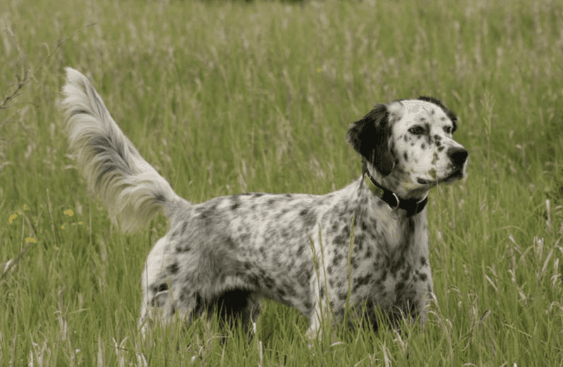 English Setter