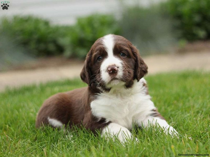 English Springer Spaniel