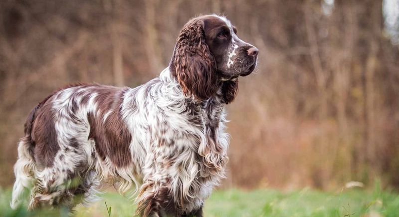 English Springer Spaniel