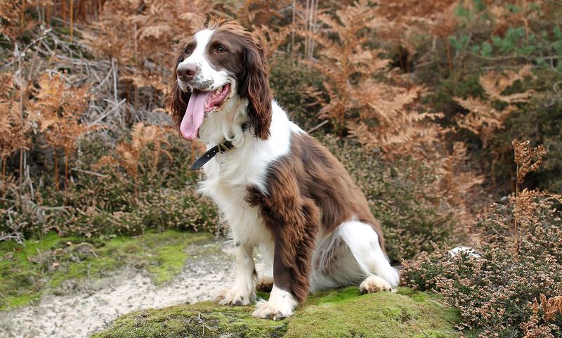 English Springer Spaniel