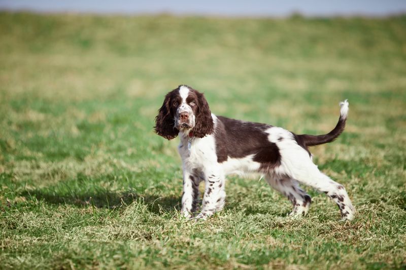 English Springer Spaniel