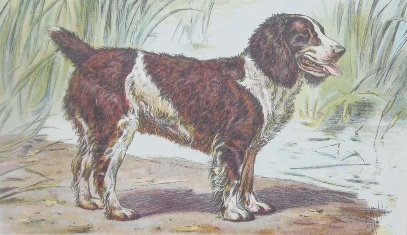 English Water Spaniel