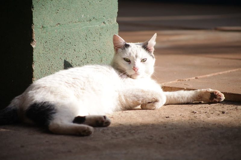 Enjoying Sunbaths