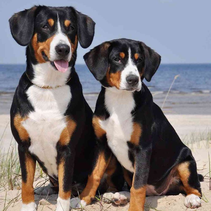 Entlebucher Mountain Dog