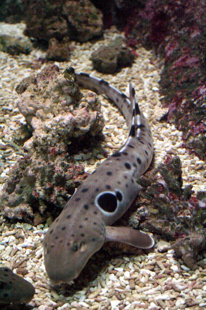 Epaulette Shark