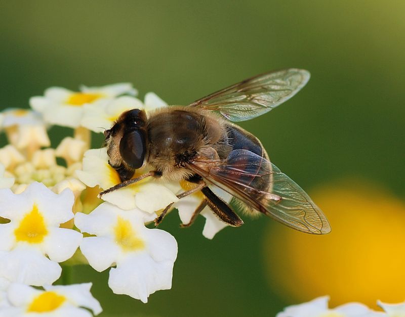 Eristalis gatesi