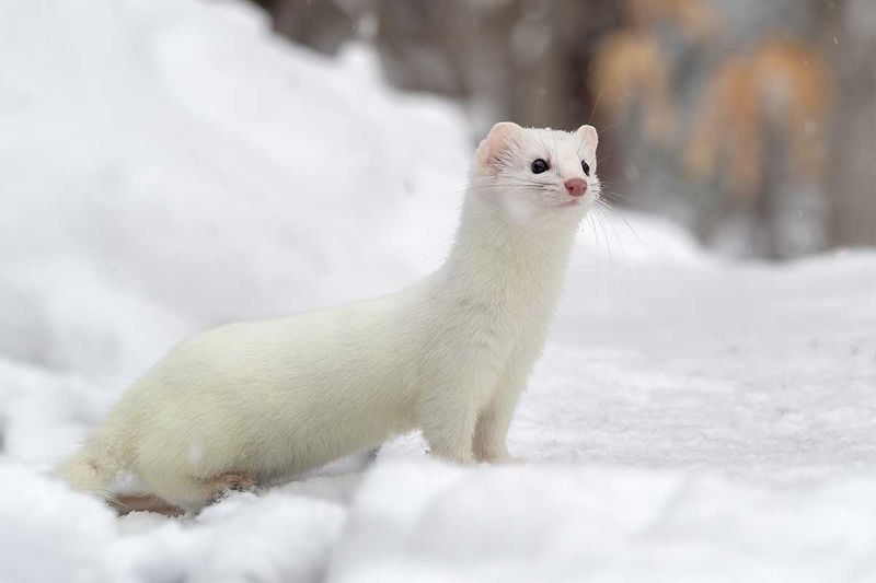 Ermine