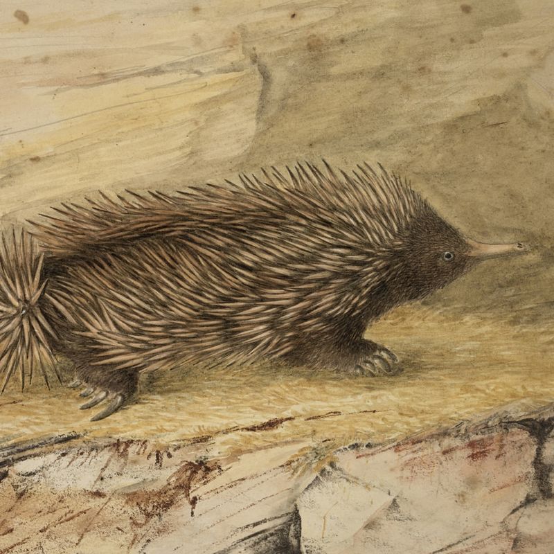 Ernest the Echidna