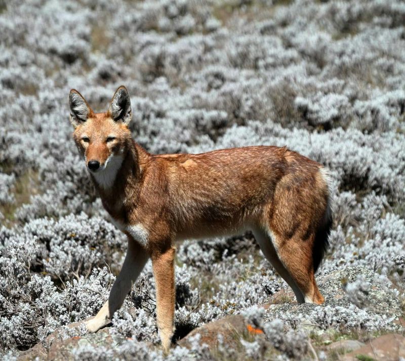 Ethiopian Wolf