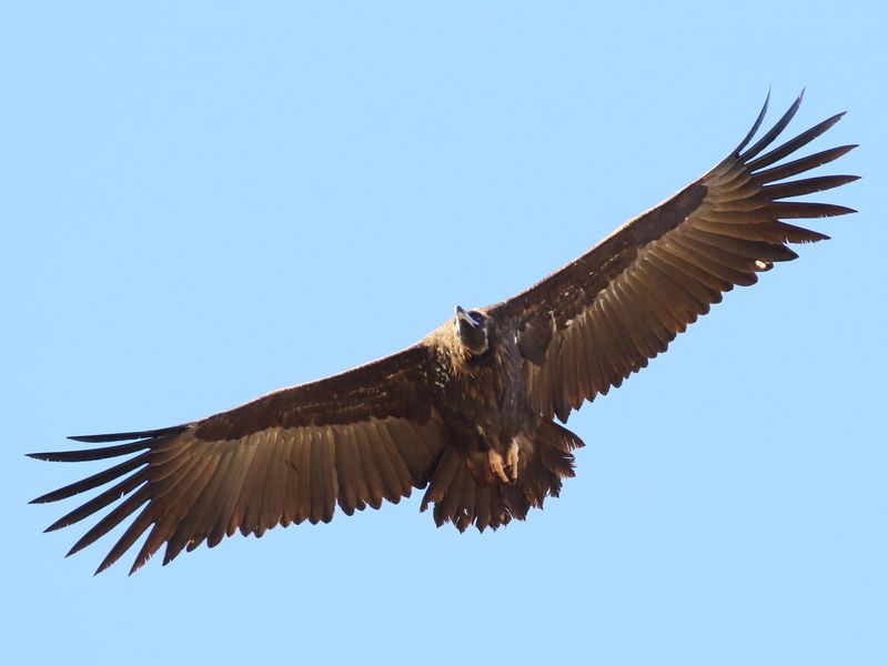 Eurasian Black Vulture