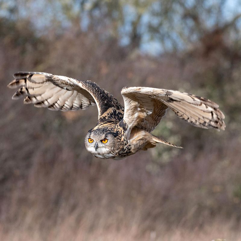 Eurasian Eagle-Owl