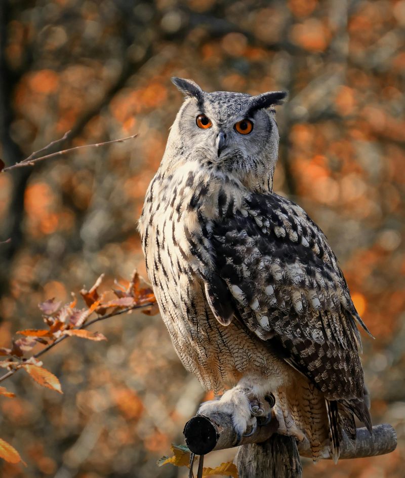 Eurasian Eagle-Owl