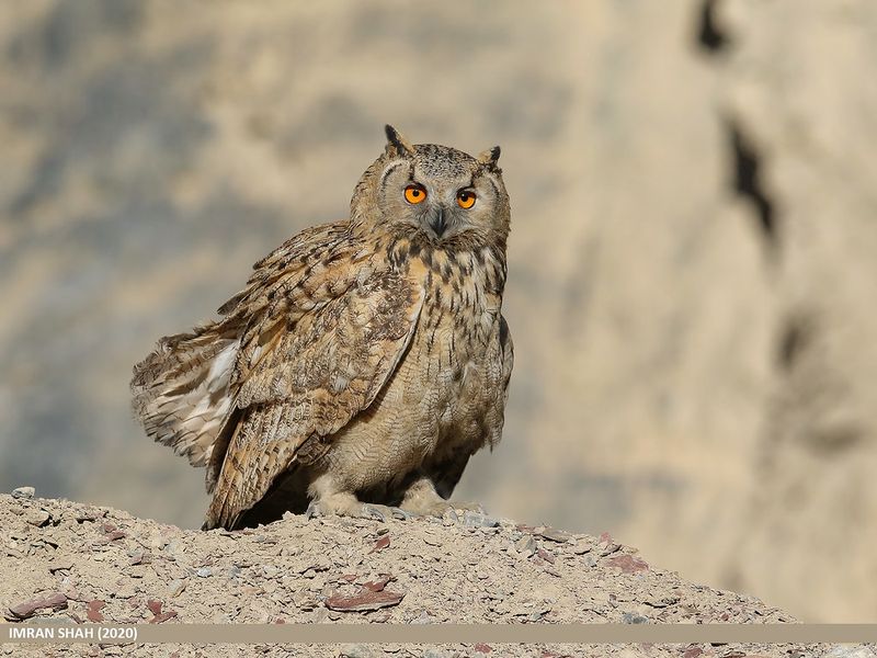 Eurasian Eagle-Owl