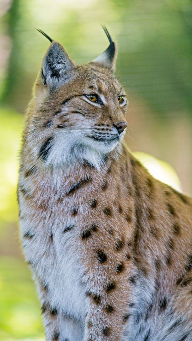 Eurasian Lynx