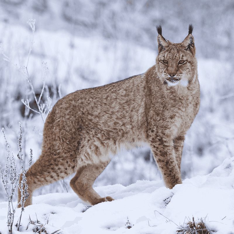 Eurasian Lynx