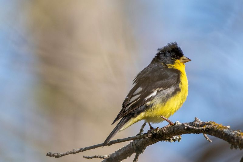 Eurasian Siskin