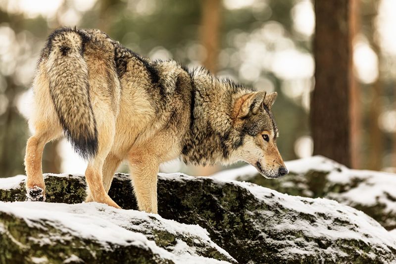 Eurasian Wolf