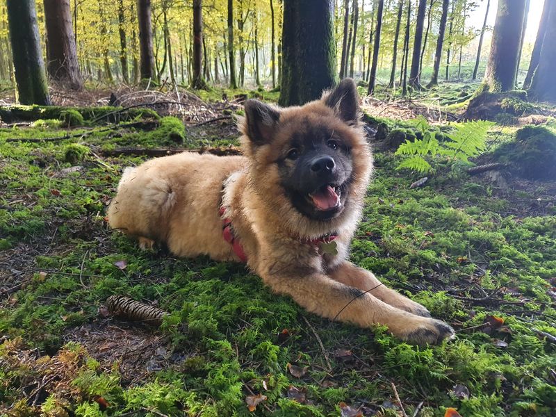 Eurasier