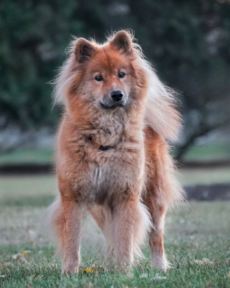 Eurasier