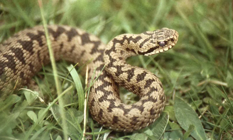 European Adder