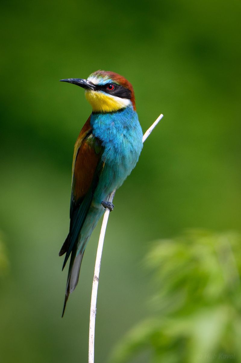 European Bee-eater