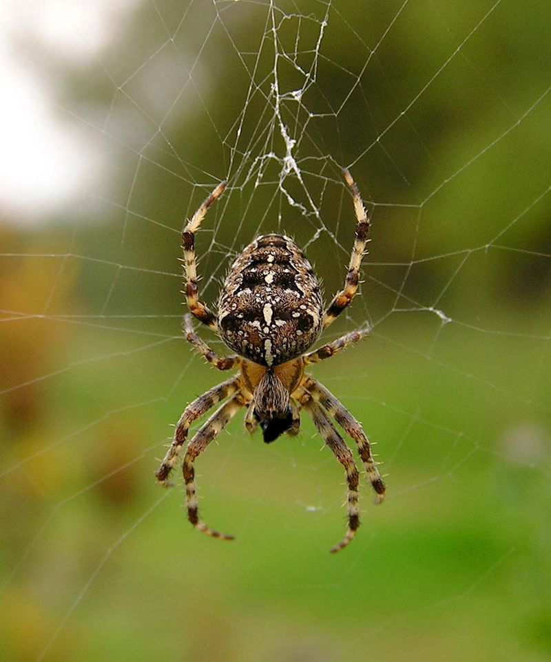 European Garden Spider