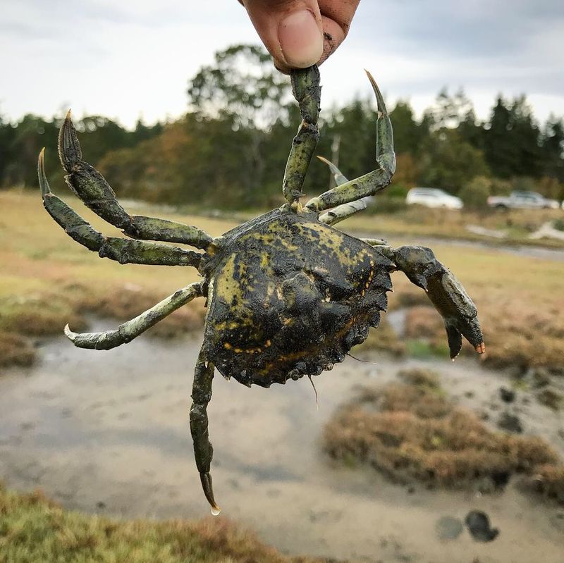 European Green Crab