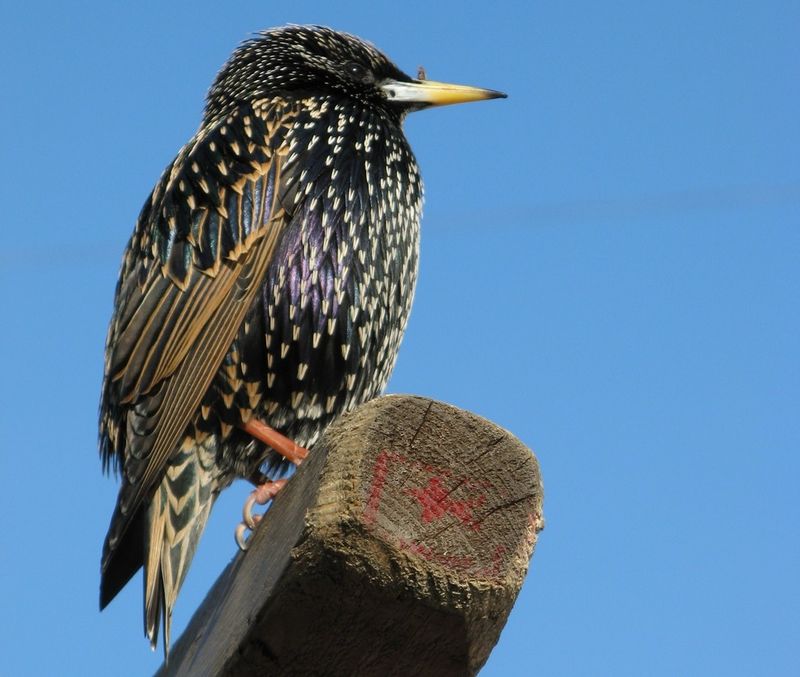 European Starling