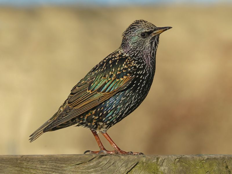 European Starling