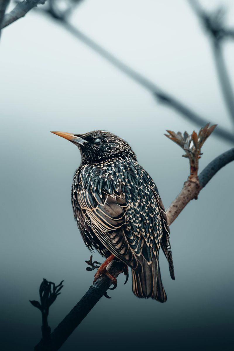 European Starling