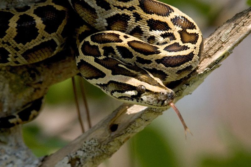 Everglades National Park