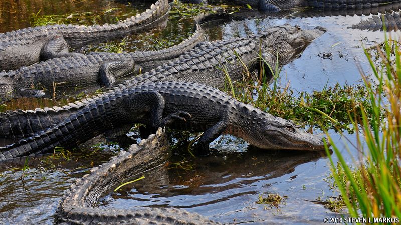 Everglades National Park