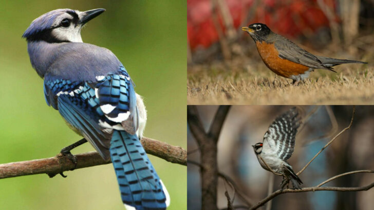 20 Everyday Backyard Birds and the Powerful Meanings Behind Them