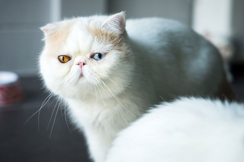 Exotic Shorthair