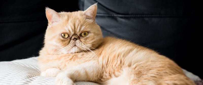 Exotic Shorthair